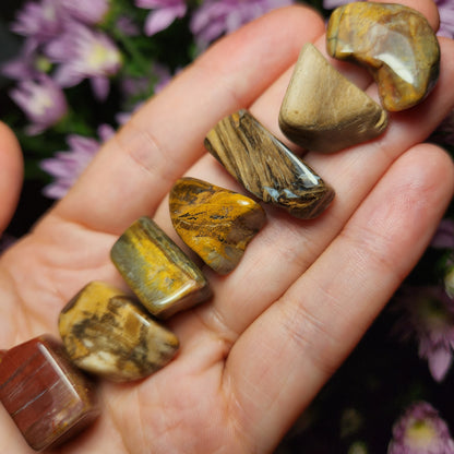 Petrified Wood