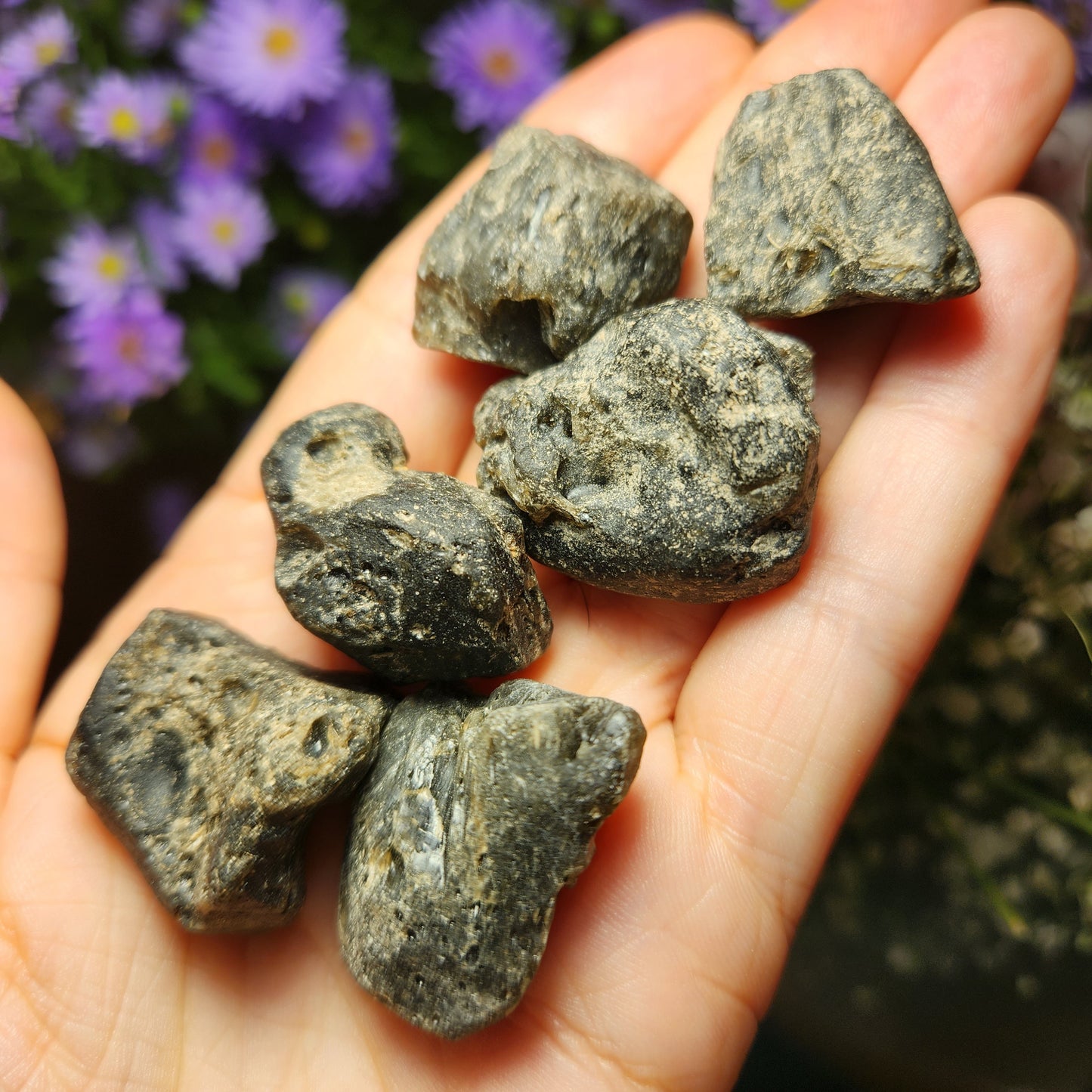 Darwinite Tektite
