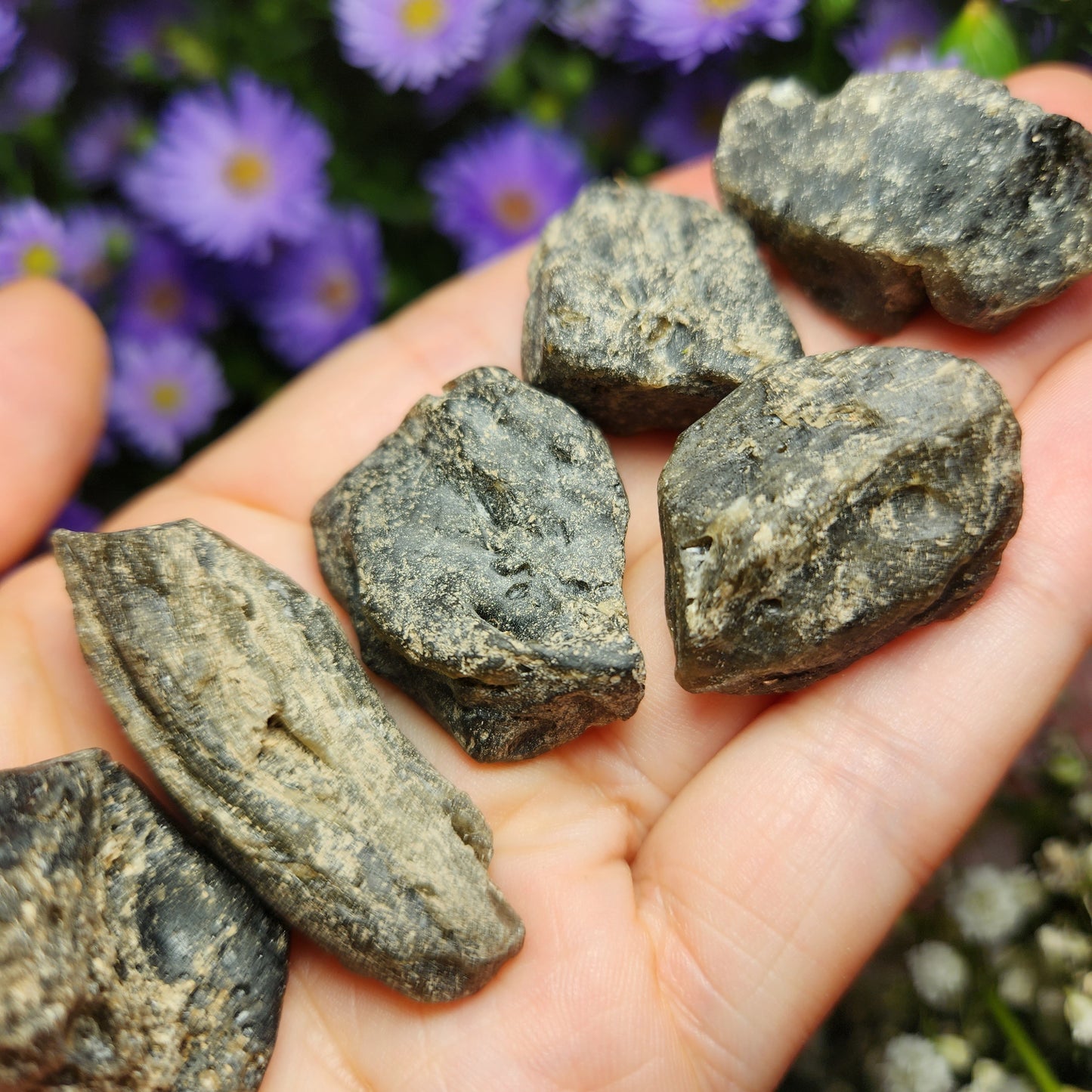 Darwinite Tektite