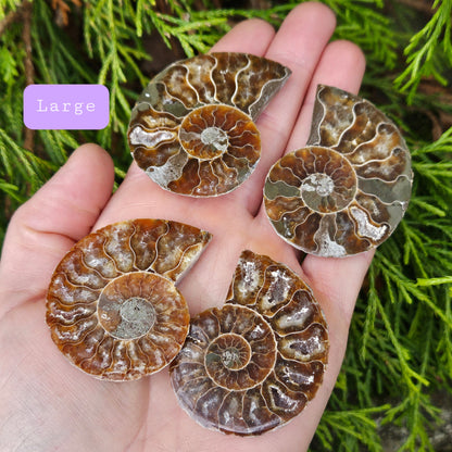 Ammonite Pair