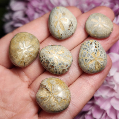 Sand Dollar Fossil