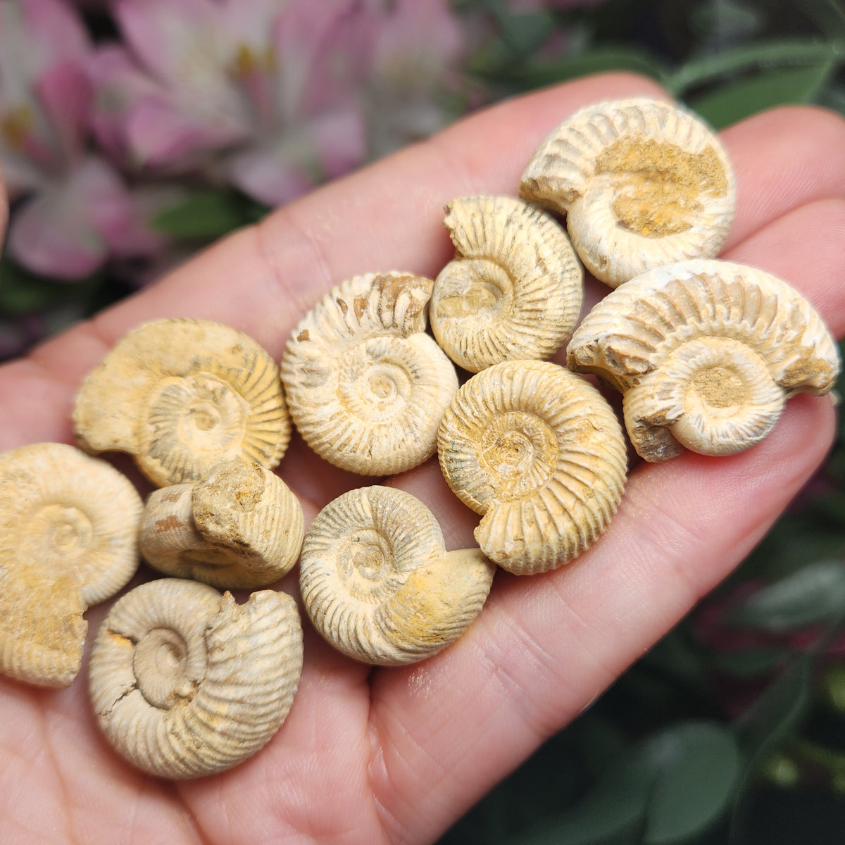 Ammonite Fossil Specimen, Natural Rough Fossilized Ammonite Shell from Morocco