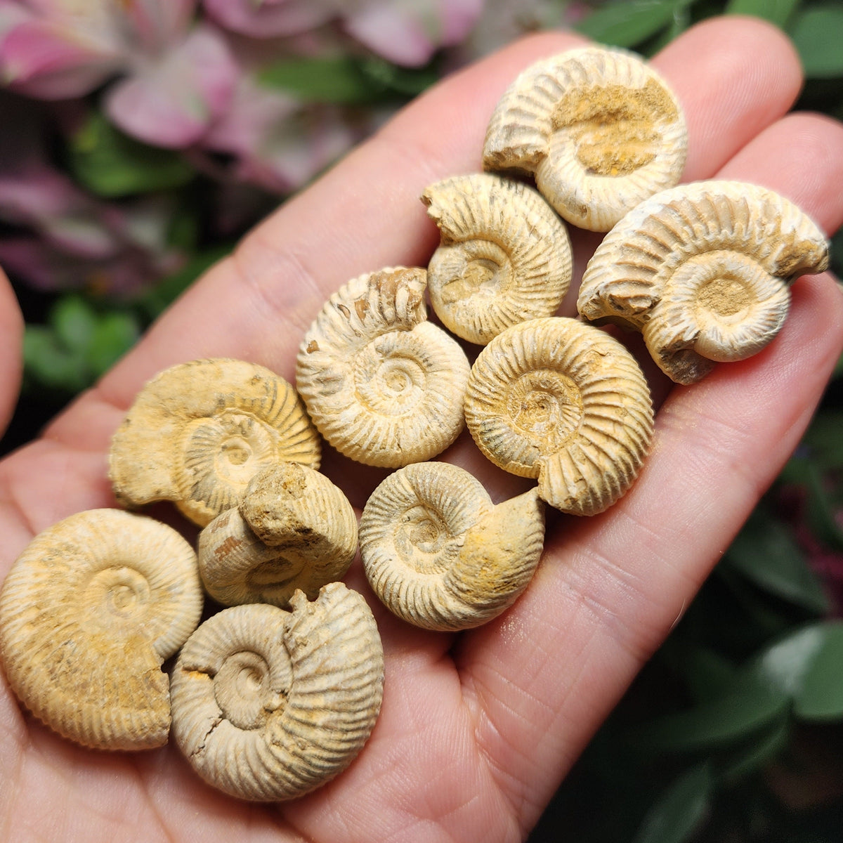 Ammonite Fossil Specimen, Natural Rough Fossilized Ammonite Shell from Morocco