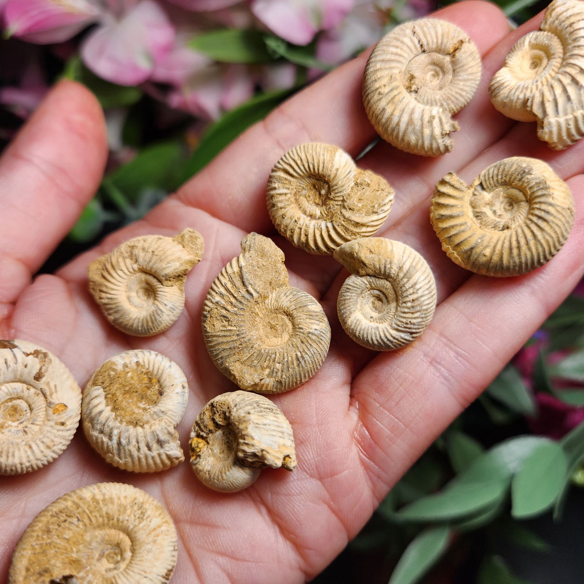 Ammonite Fossil Specimen, Natural Rough Fossilized Ammonite Shell from Morocco