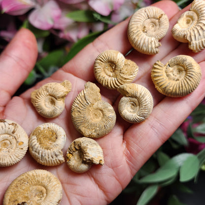 Ammonite Fossil Specimen, Natural Rough Fossilized Ammonite Shell from Morocco