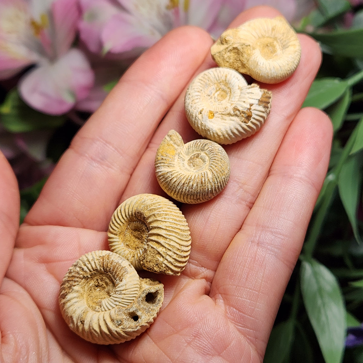 Ammonite Fossil Specimen, Natural Rough Fossilized Ammonite Shell from Morocco