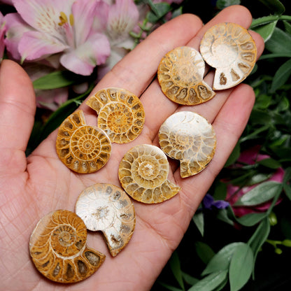 Golden Ammonite Fossil Slices: Moroccan Fossil Specimens