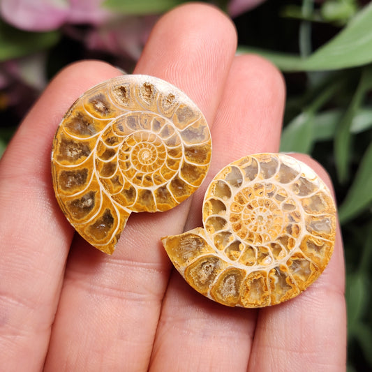 Golden Ammonite Fossil Slices: Moroccan Fossil Specimens