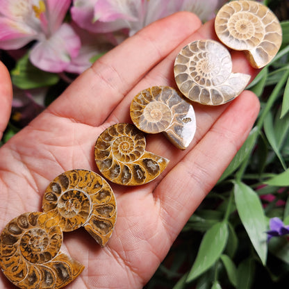 Golden Ammonite Fossil Slices: Moroccan Fossil Specimens
