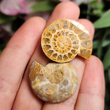 Golden Ammonite Fossil Slices: Moroccan Fossil Specimens