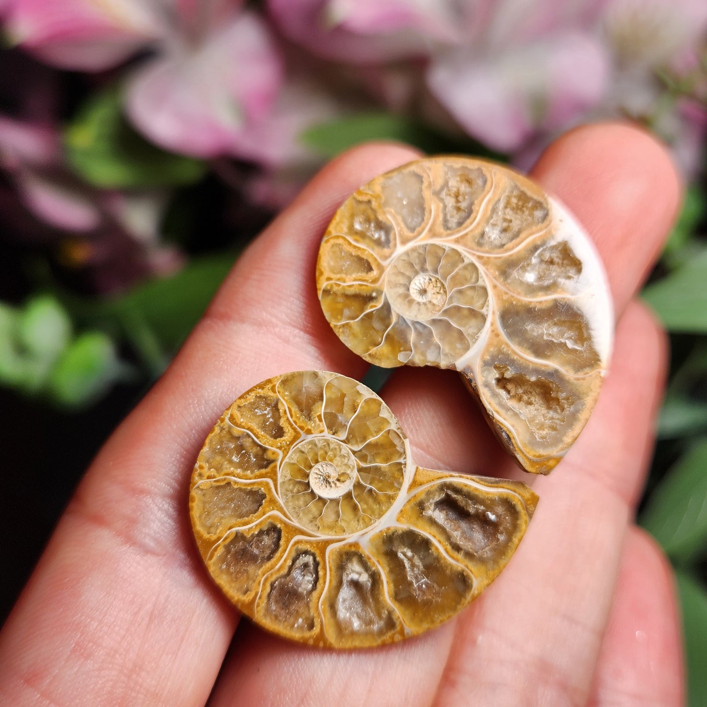 Golden Ammonite Fossil Slices: Moroccan Fossil Specimens