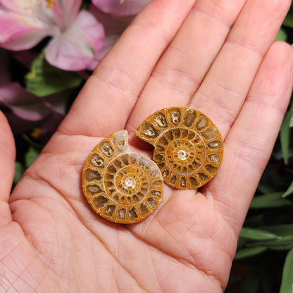 Golden Ammonite Fossil Slices: Moroccan Fossil Specimens