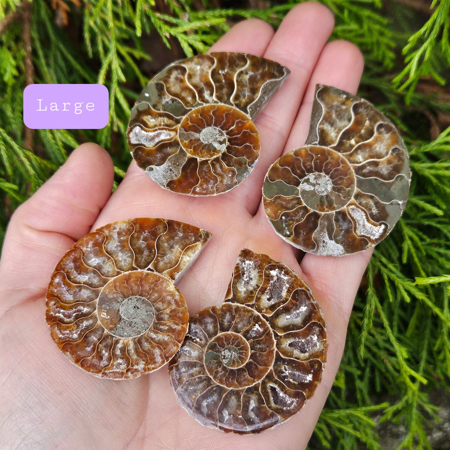 Ammonite Pair