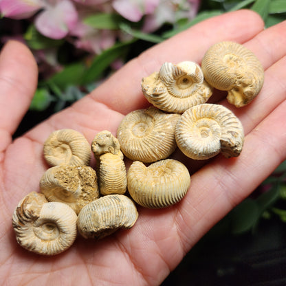 Ammonite Fossil Specimen, Natural Rough Fossilized Ammonite Shell from Morocco