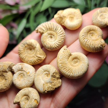 Ammonite Fossil Specimen, Natural Rough Fossilized Ammonite Shell from Morocco