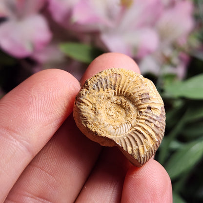 Ammonite Fossil Specimen, Natural Rough Fossilized Ammonite Shell from Morocco