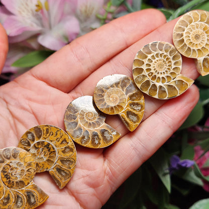 Golden Ammonite Fossil Slices: Moroccan Fossil Specimens