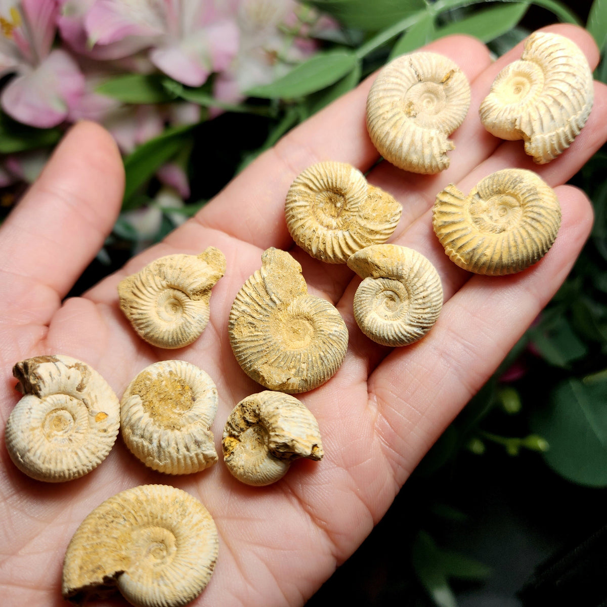 Ammonite Fossil Specimen, Natural Rough Fossilized Ammonite Shell from Morocco