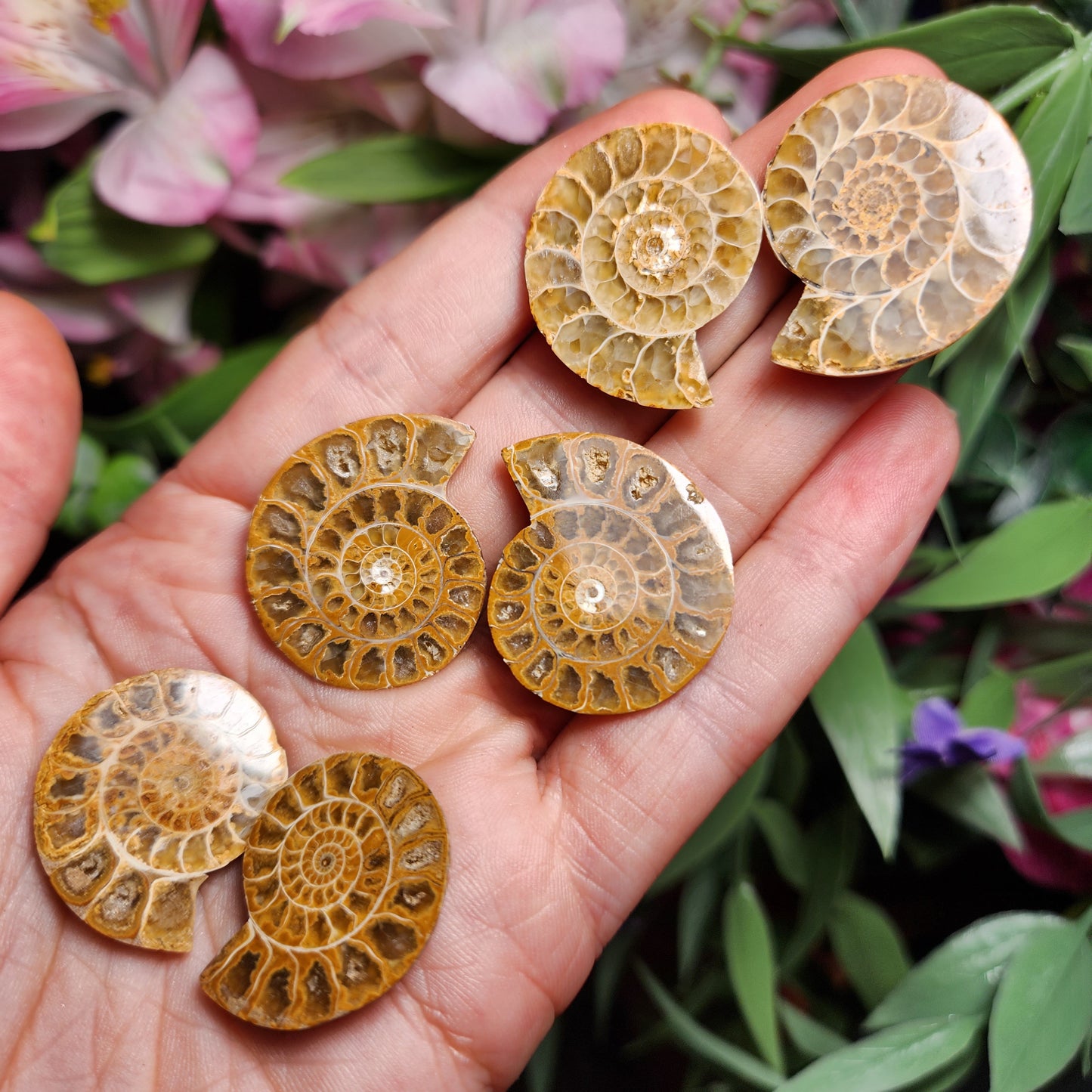 Golden Ammonite Fossil Slices: Moroccan Fossil Specimens