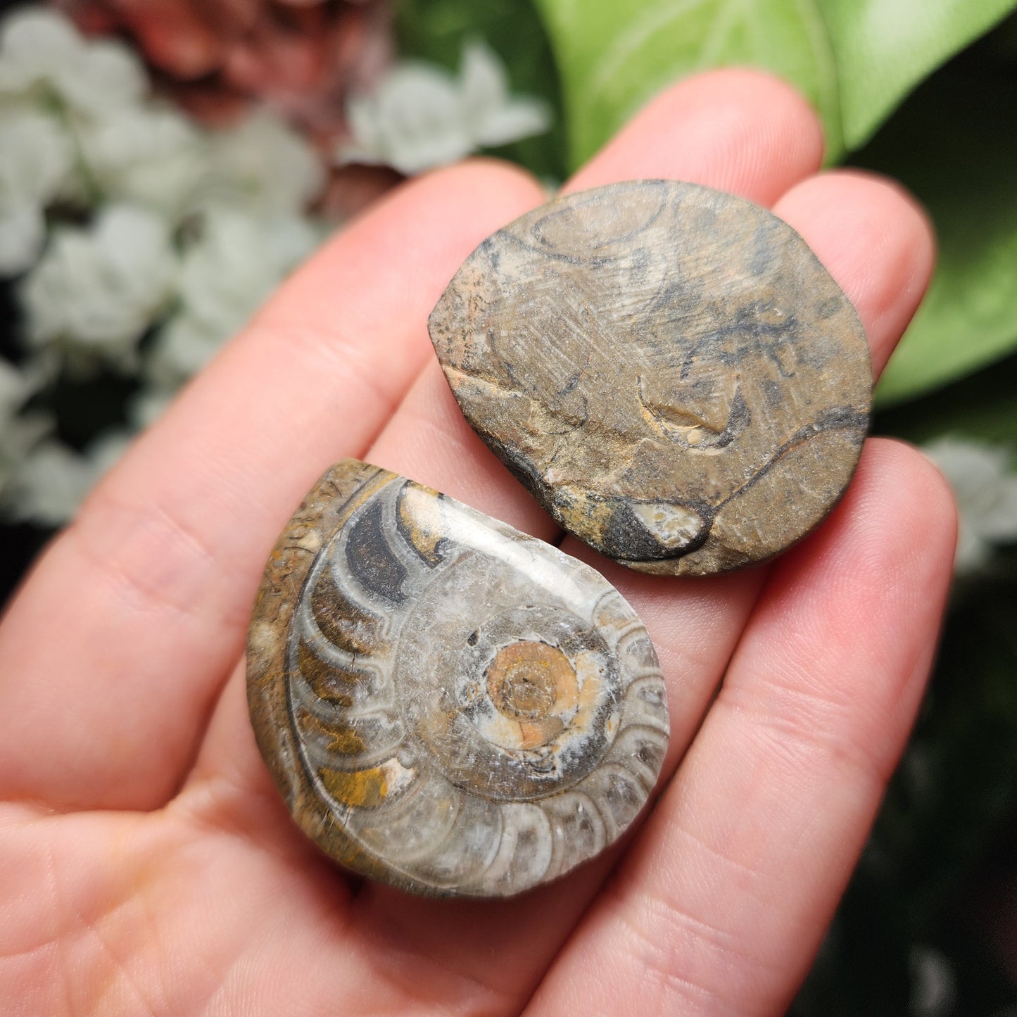 Ammonite Fossil
