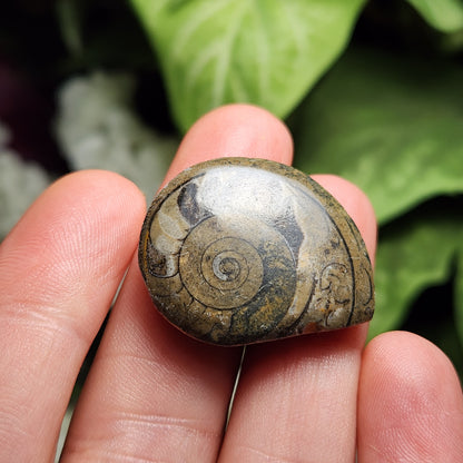 Ammonite Fossil