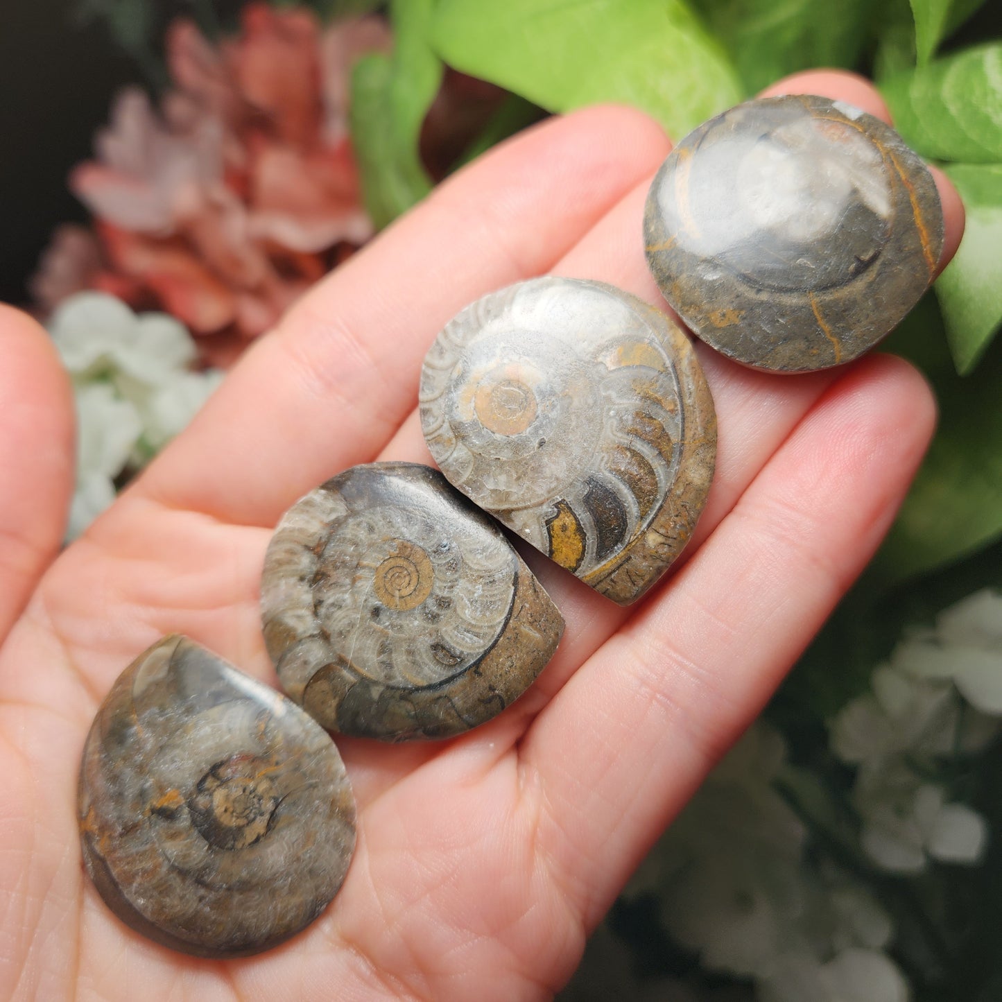 Ammonite Fossil