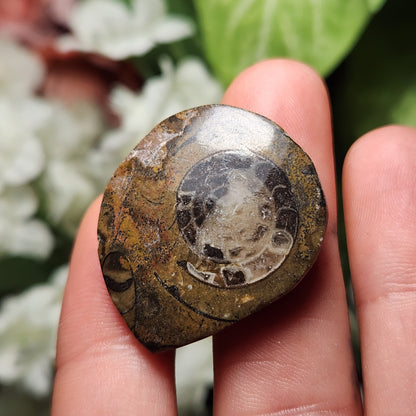 Ammonite Fossil