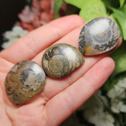 Ammonite Fossil