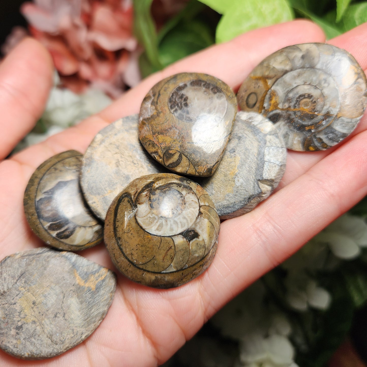 Ammonite Fossil