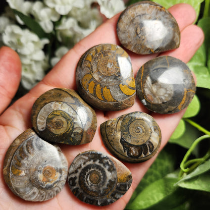 Ammonite Fossil