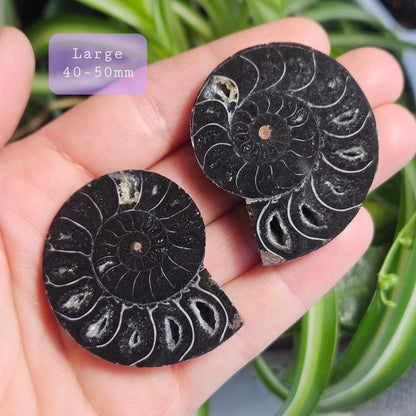 Black Ammonite Fossil, Polished Specimen