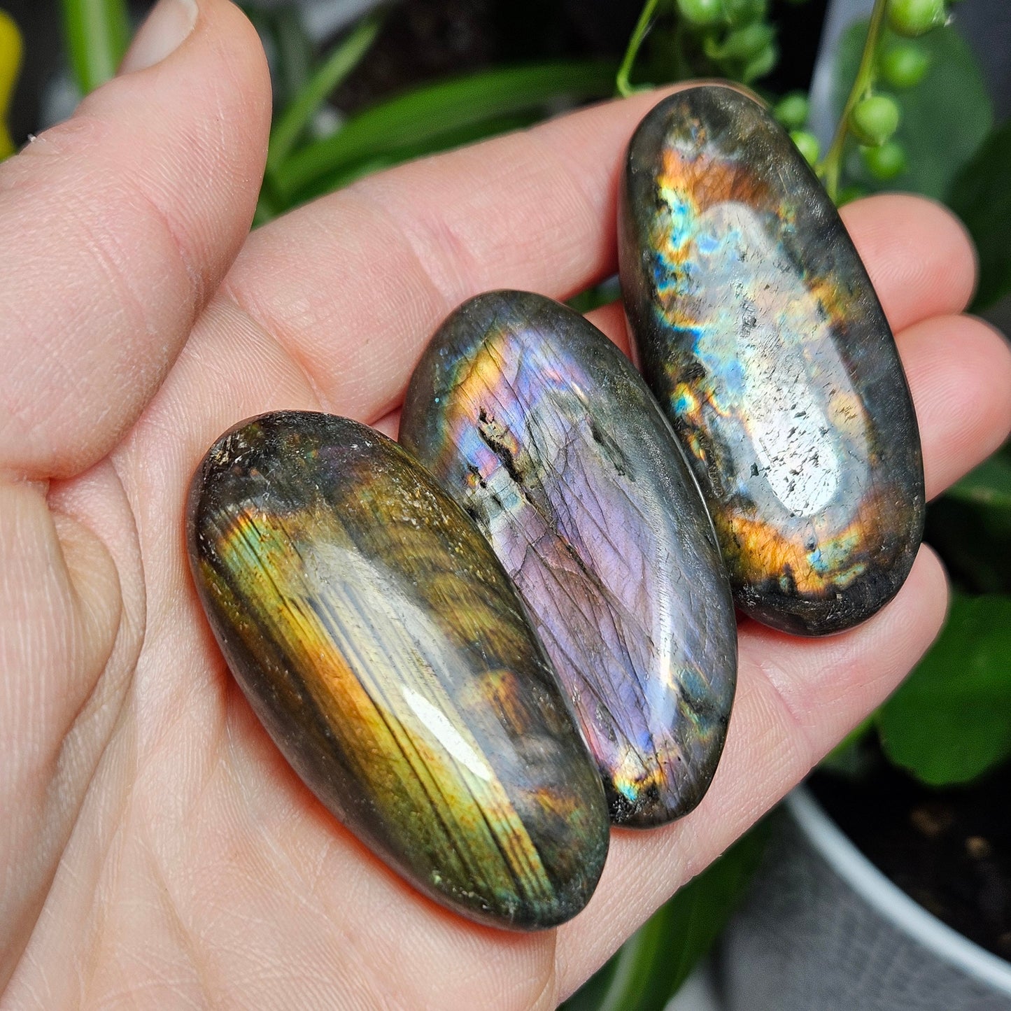 Spectrolite Palm