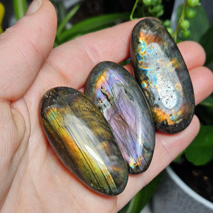 Spectrolite Palm