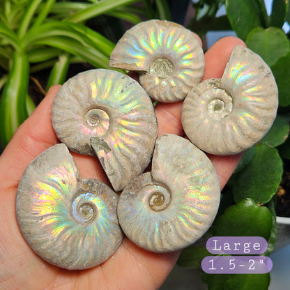 Opalized Ammonite Fossil