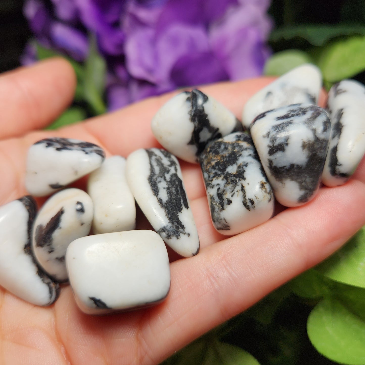 Zebra Jasper