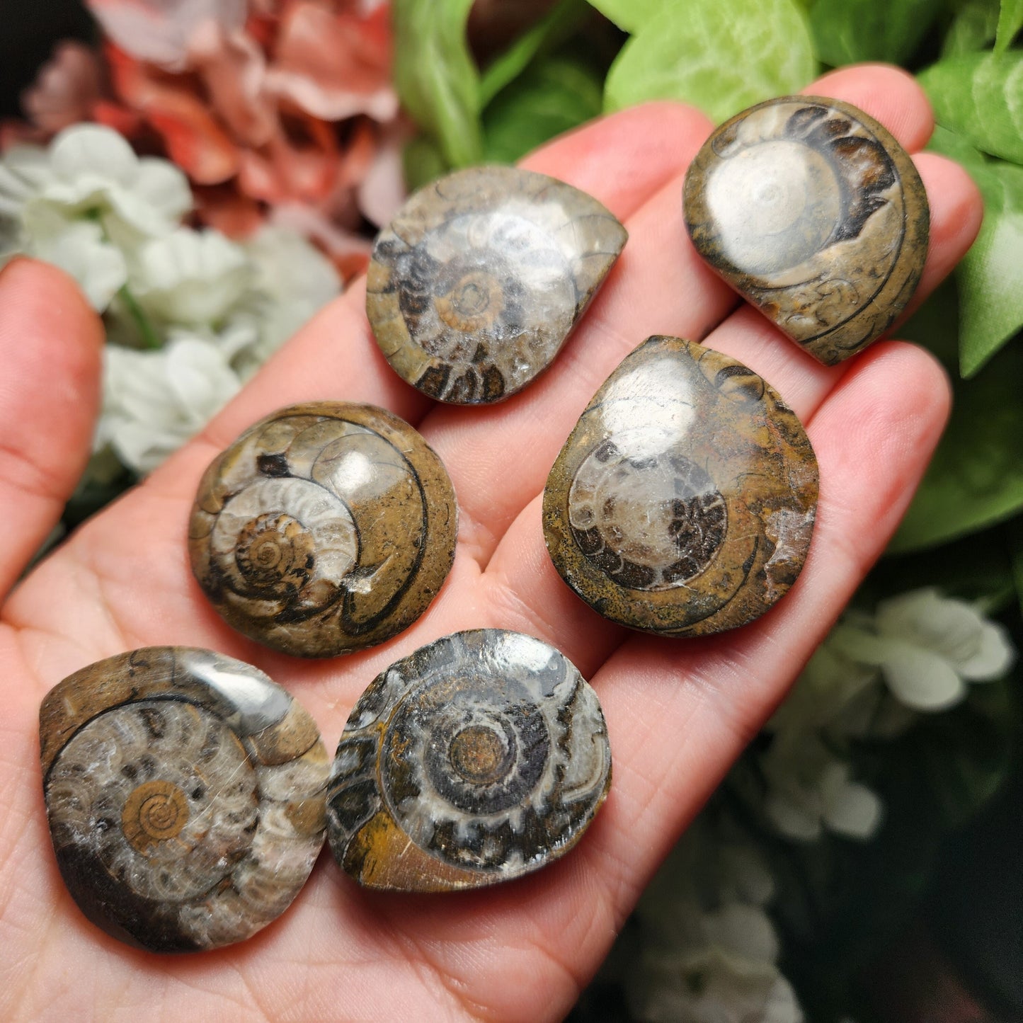 Ammonite Fossil