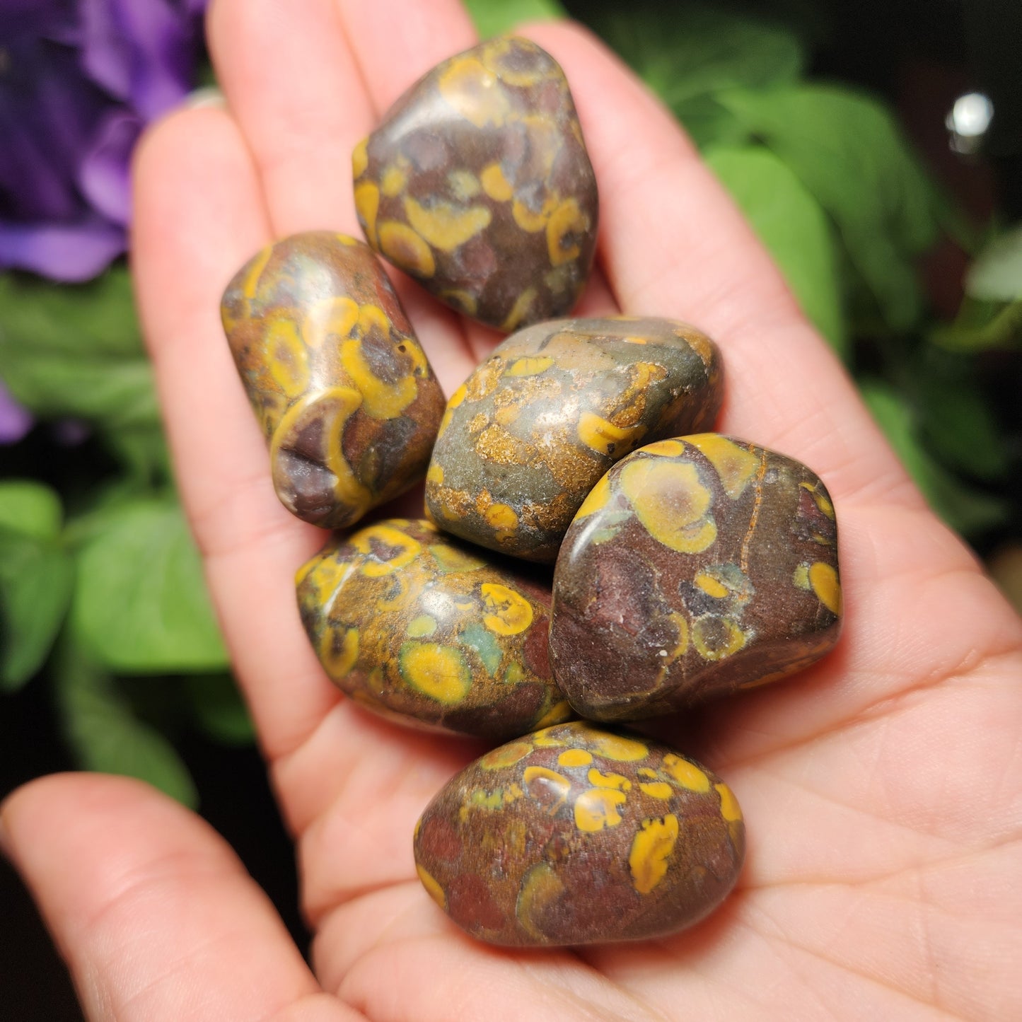 Ajooba Jasper