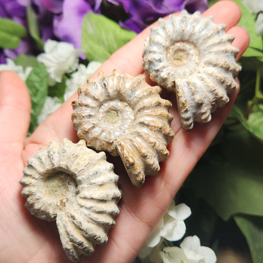 Ammonite Fossil