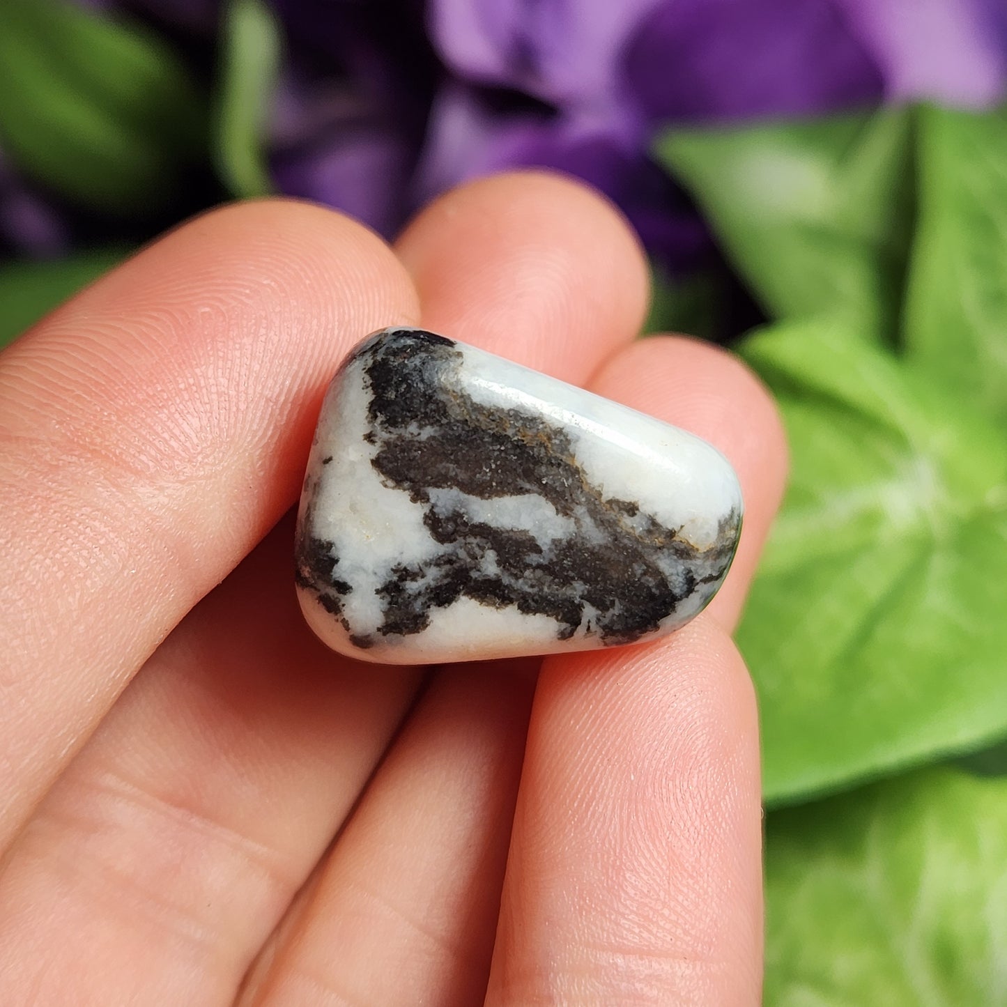 Zebra Jasper