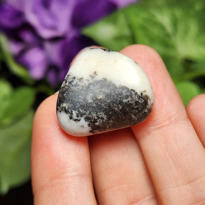Zebra Jasper