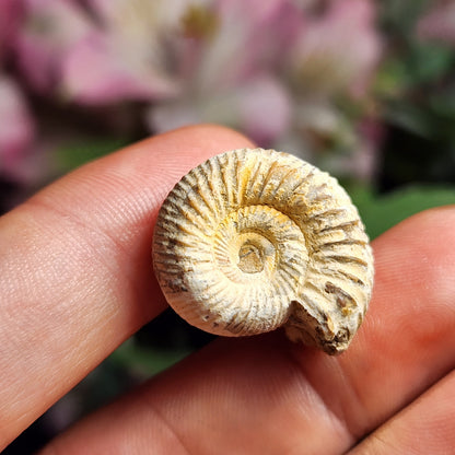 Ammonite Fossil Specimen, Natural Rough Fossilized Ammonite Shell from Morocco