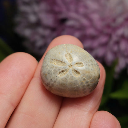 Sand Dollar Fossil