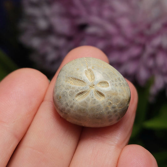 Sand Dollar Fossil