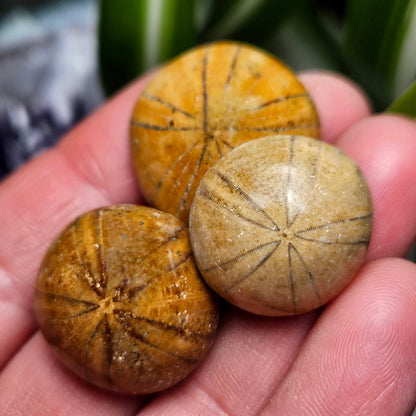 Sand Dollar Fossil
