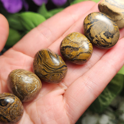 Stromatolite Fossil 0.75", Tumbled Fossil Specimen, Polished Stromatolite Stone
