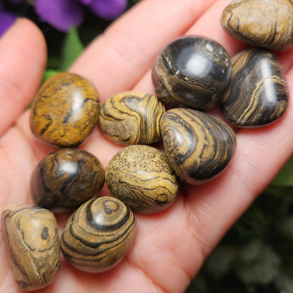Stromatolite Fossil 0.75", Tumbled Fossil Specimen, Polished Stromatolite Stone