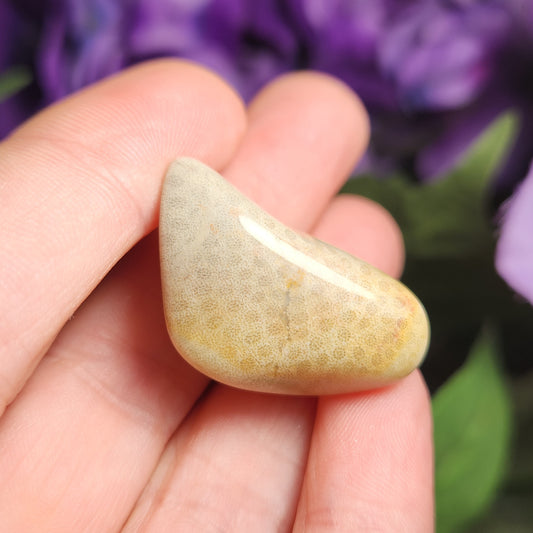 Fossilized Coral