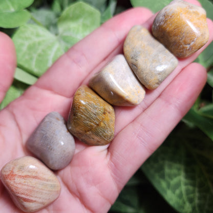 Fossilized Coral