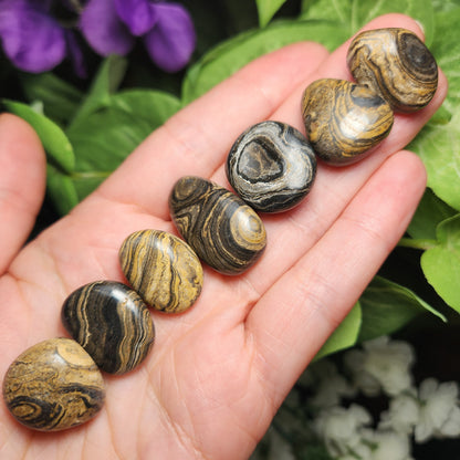 Stromatolite Fossil 0.75", Tumbled Fossil Specimen, Polished Stromatolite Stone
