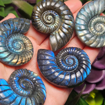 Ammonite Carving